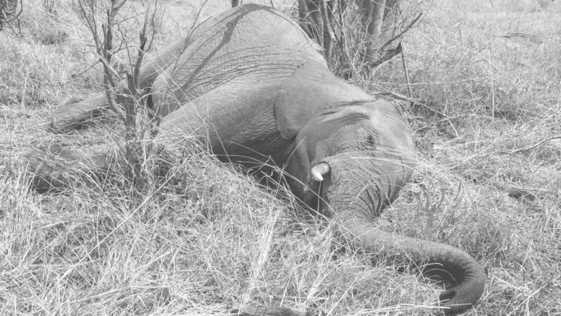 Two Elephant Deaths Raise Wildlife Concerns in Odisha