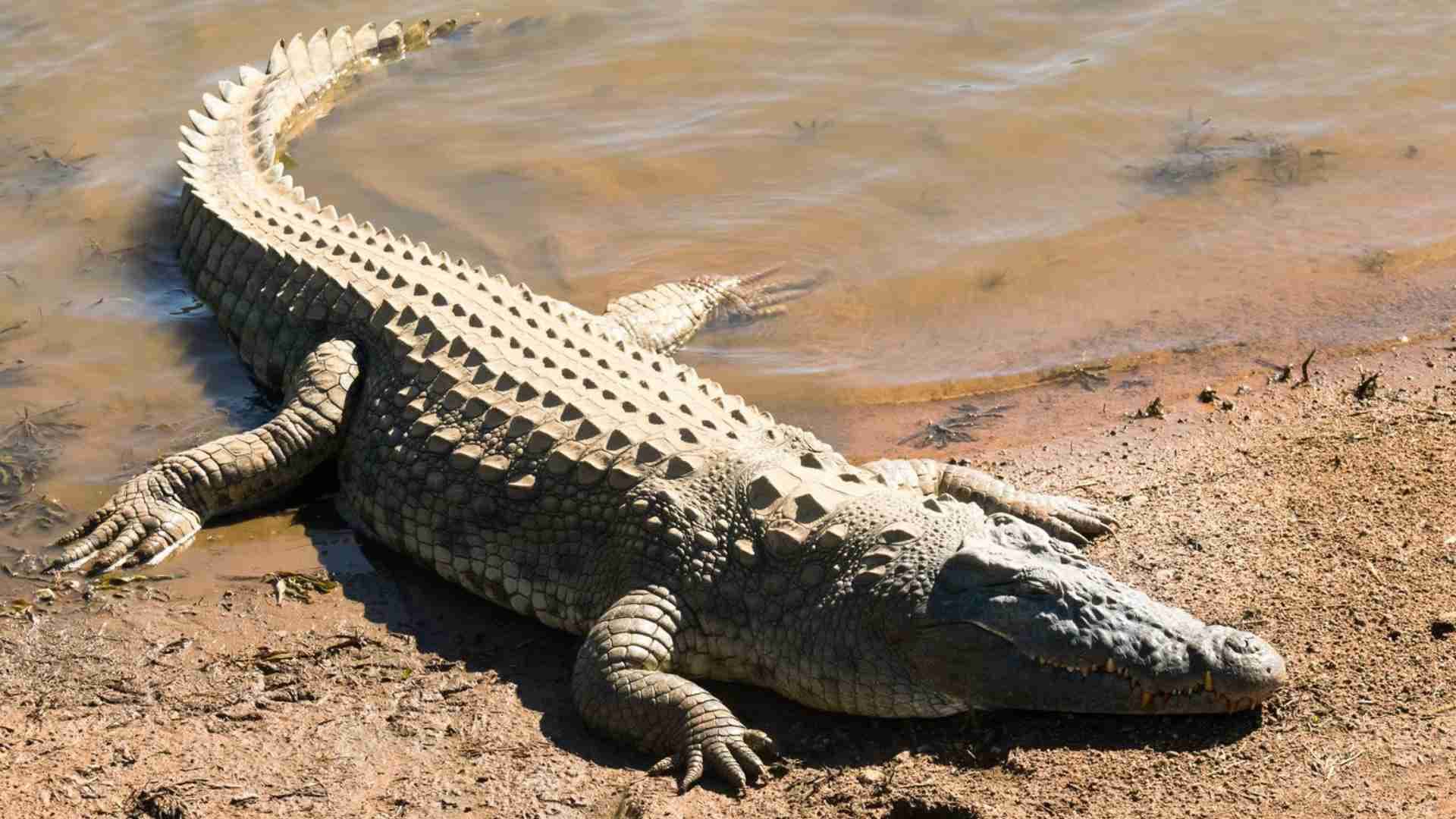 Crocodile Spotted Near Tourist Spot In Puri; Forest Teams Begin Search