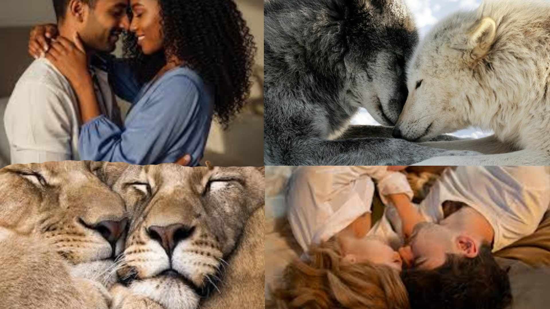This Animal Habit Can Save Your Relationship, Check Out 'The Wolf' Mindset