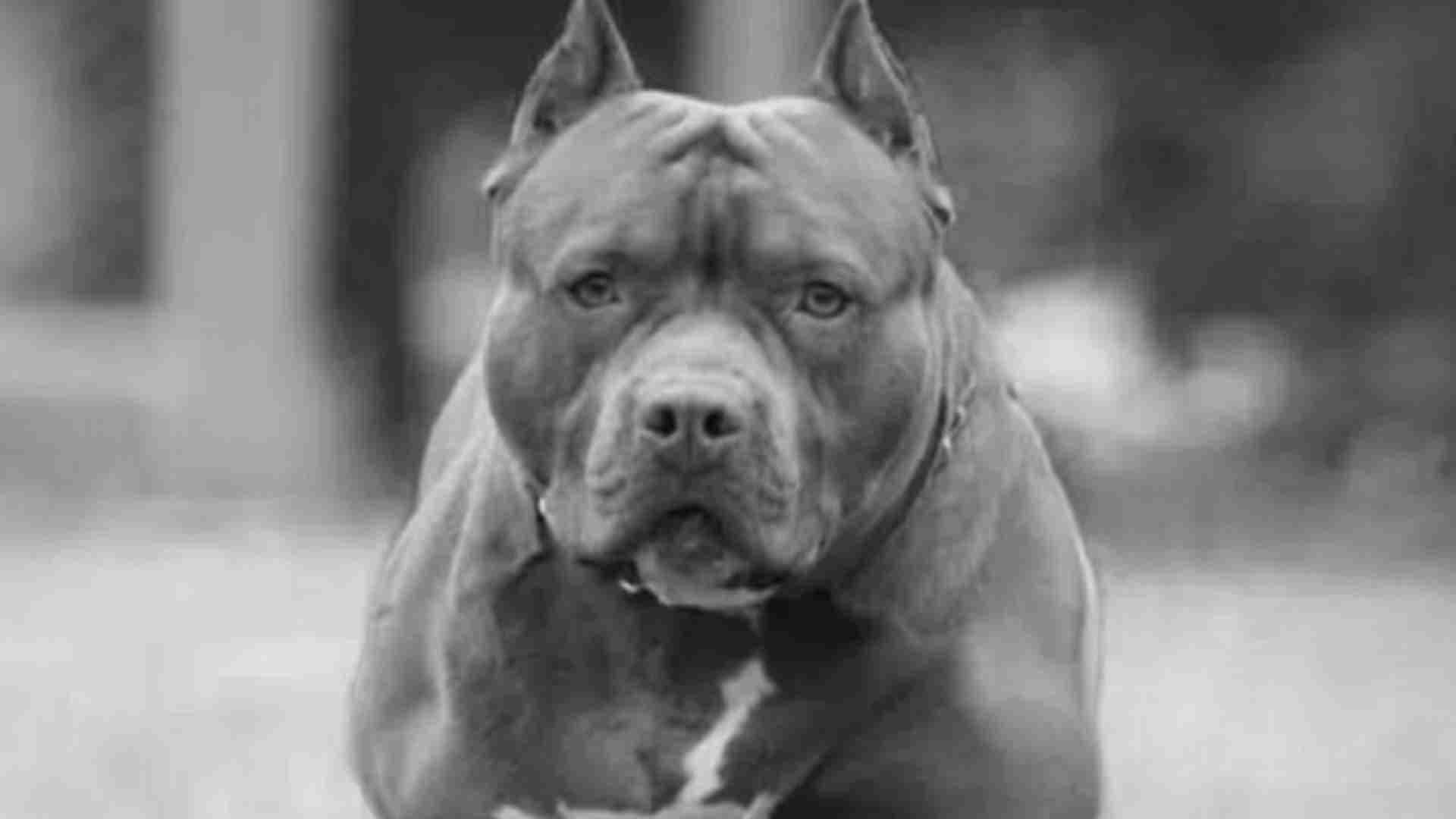 Six-Year-Old Boy Loses Ear After Being Attacked By Pit Bull