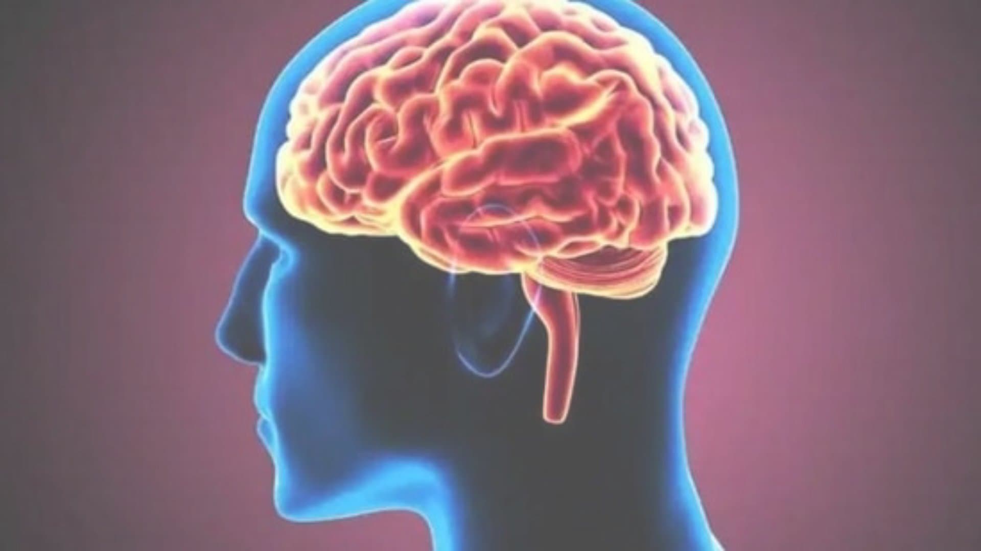 From Childhood to Old Age: How the Human Brain Evolves