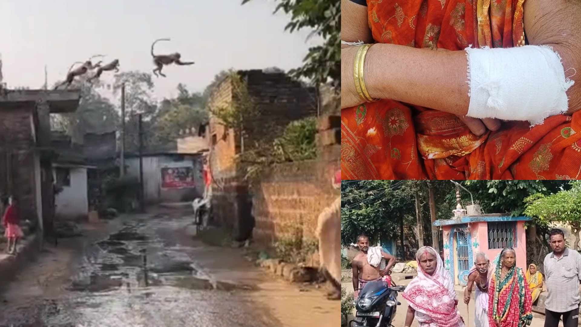 Parents Panic, Kids Skip School as Rogue Monkeys Take Over Odisha Village