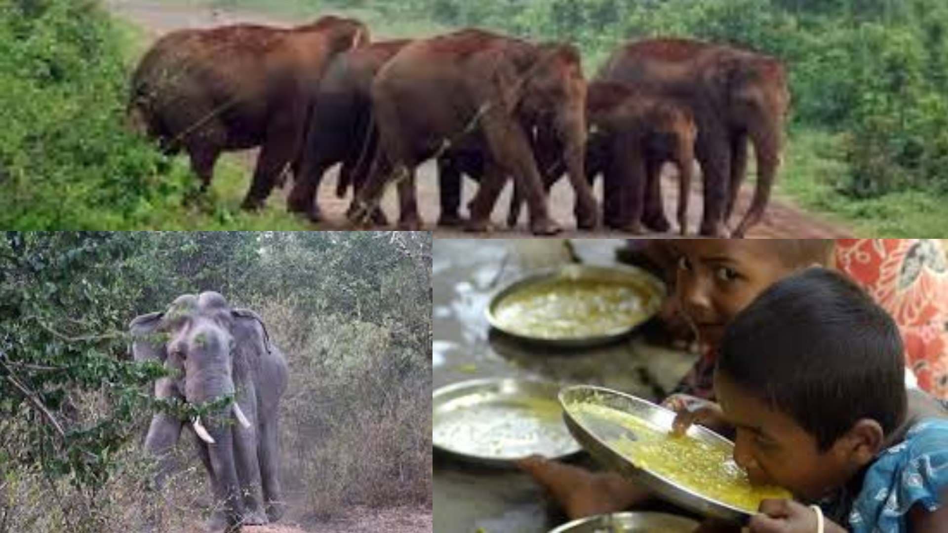 Elephant Herd Raids Sundargarh School, Consumes Entire Midday Meal Stock