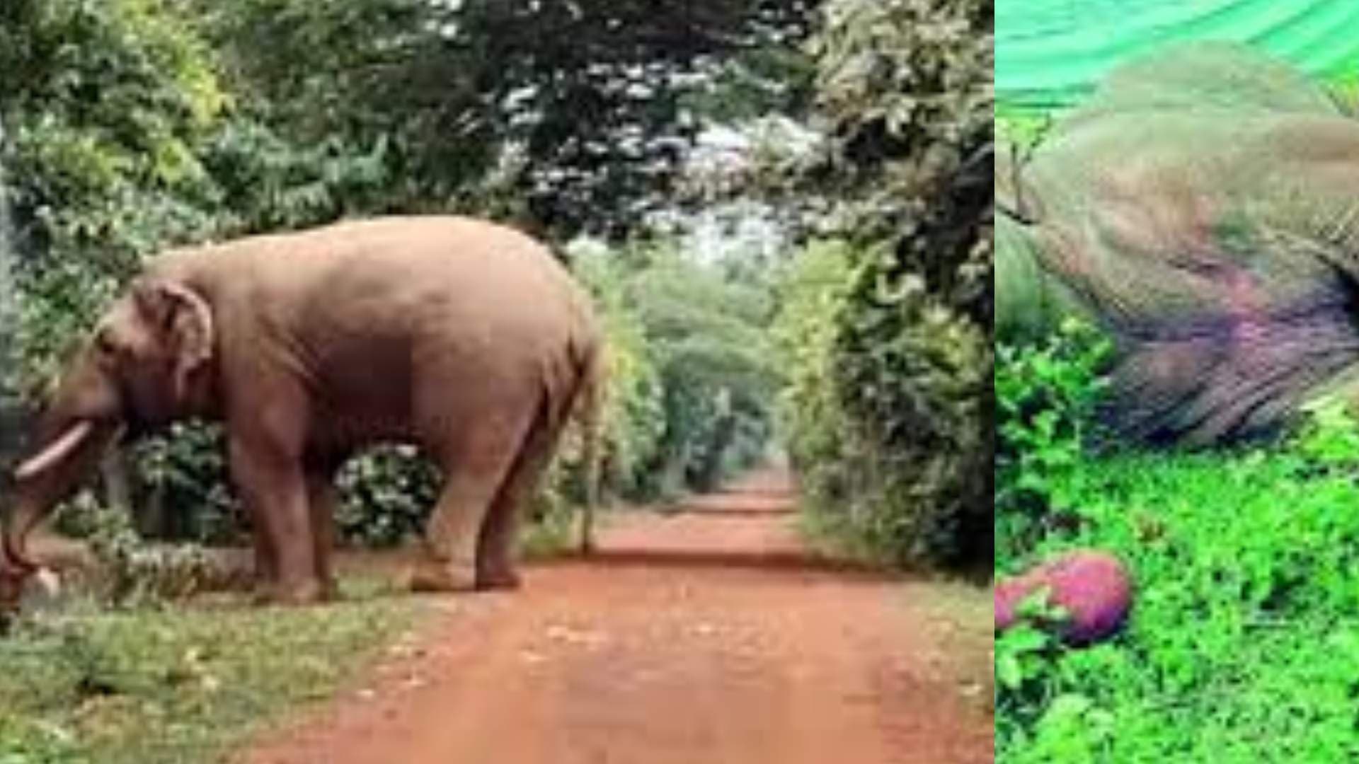 Odisha Forest Department To Exhume Remains Of Iconic Elephant Ramu