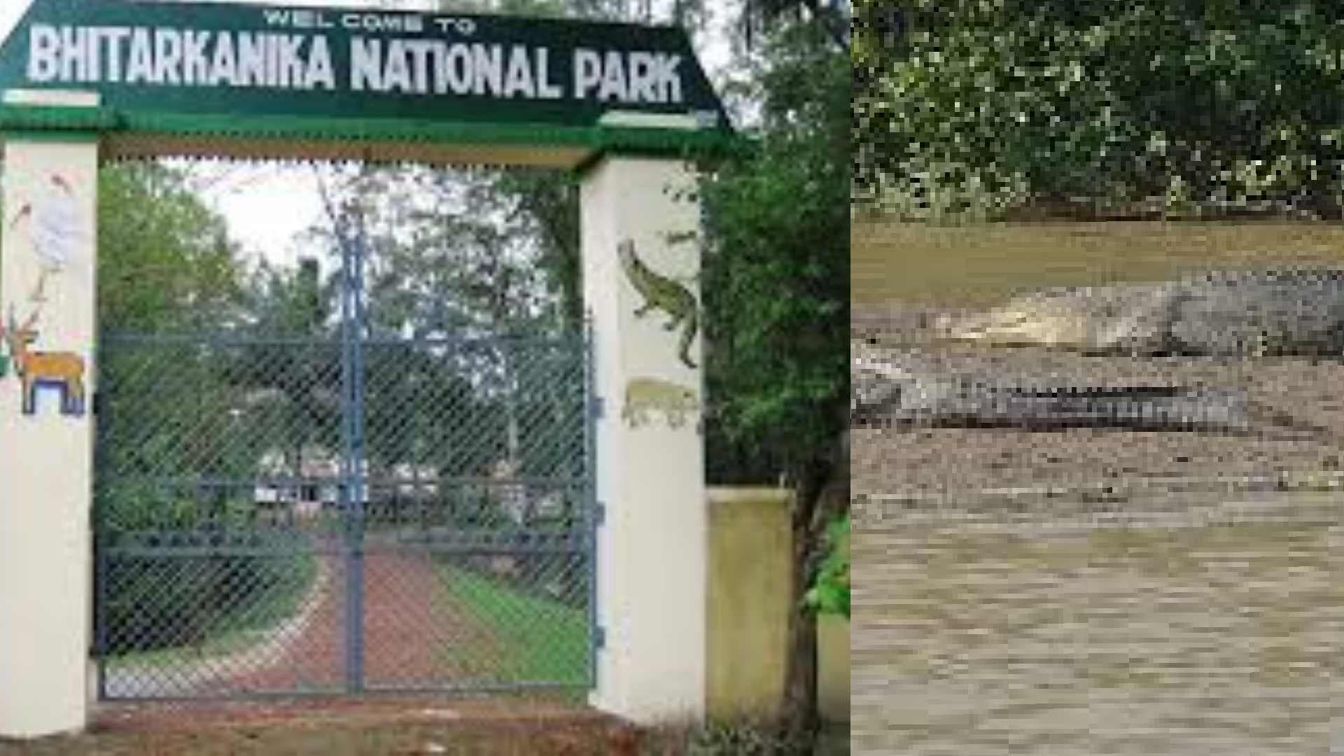 Tourist Entry Barred at Bhitarkanika National Park on These Dates During January Crocodile Census
