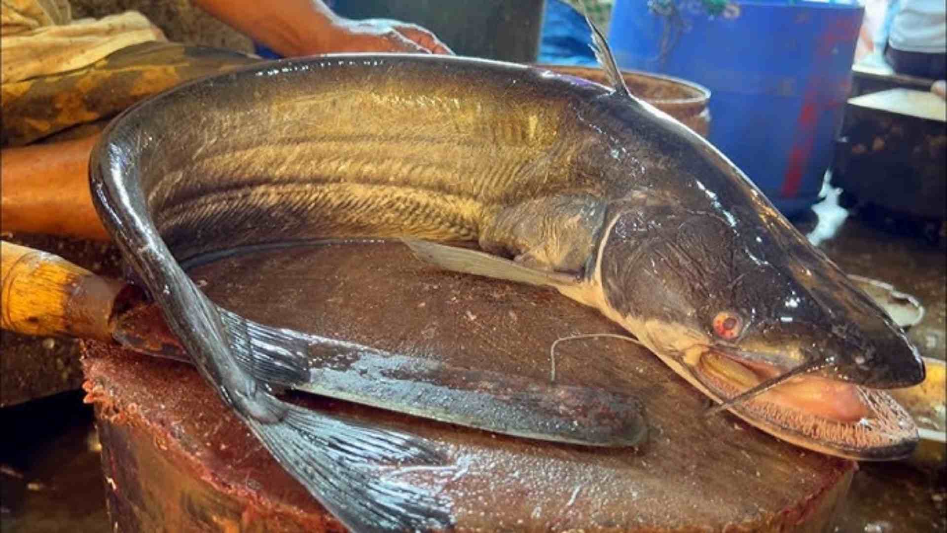 Odisha Youth Nets Rare 19 Kg Boal Fish At Athagada Mundali Bridge