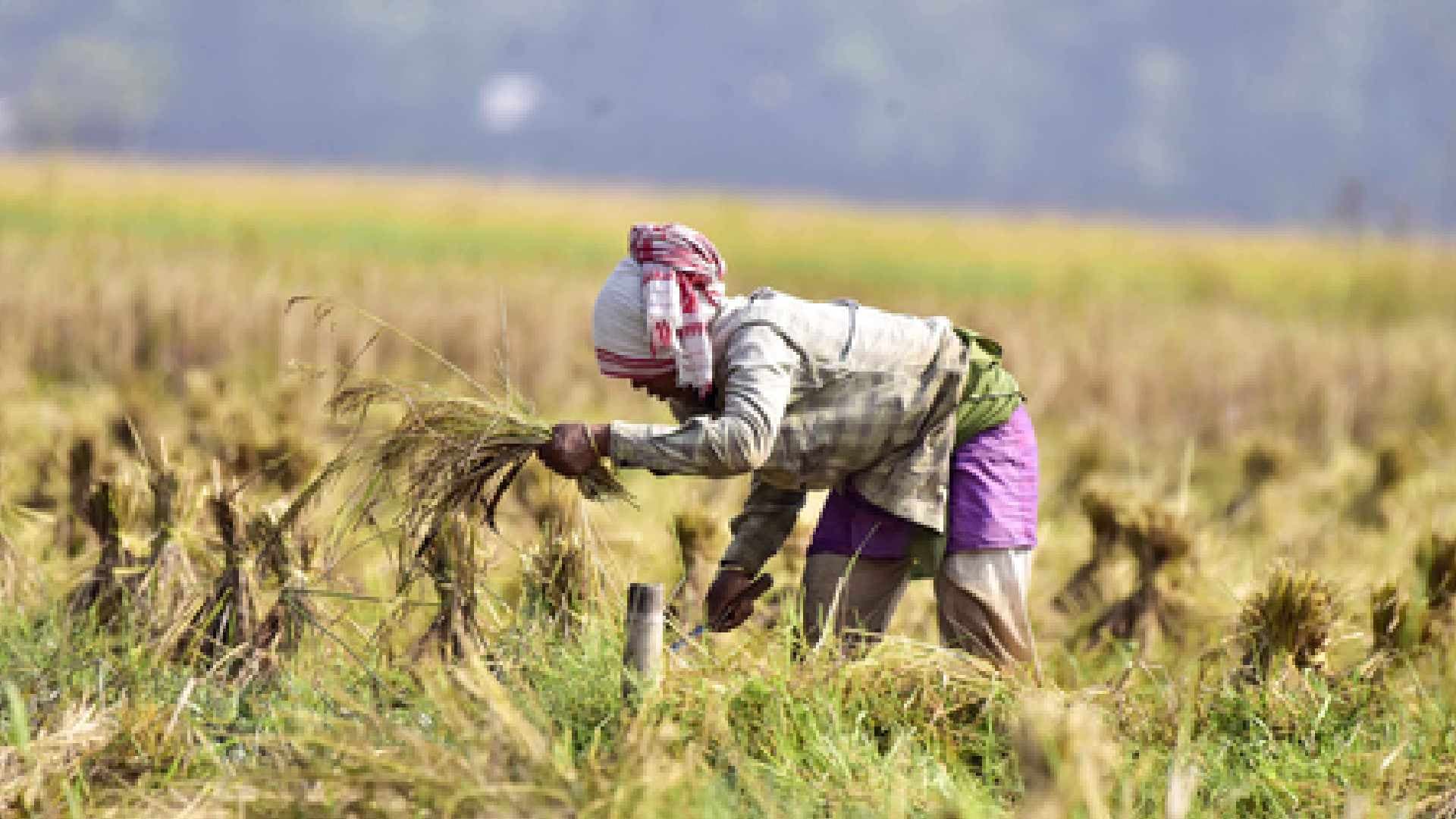 India Overtakes China as World’s Top Rice Producer, Says Agriculture Minister