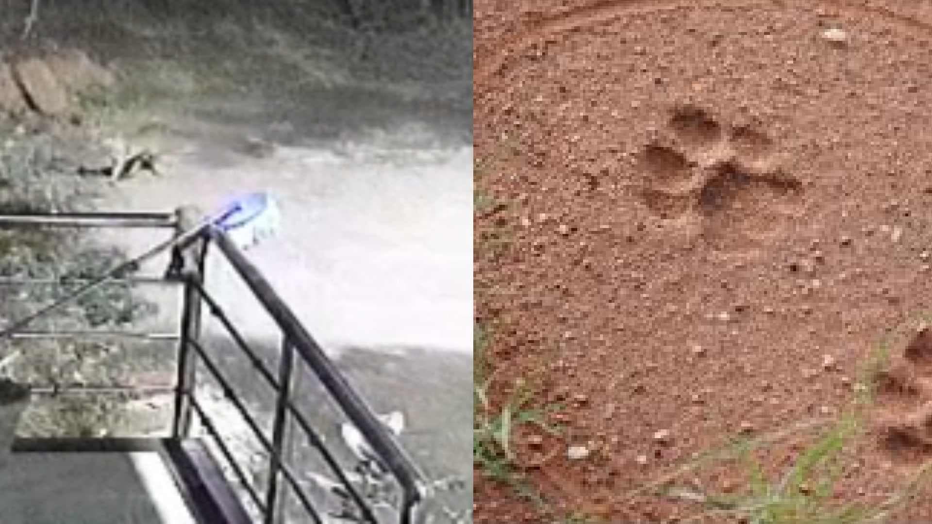 Leopard-Like Animal Spotted in Cuttack's Jagatpur, CCTV Footage Sparks Panic
