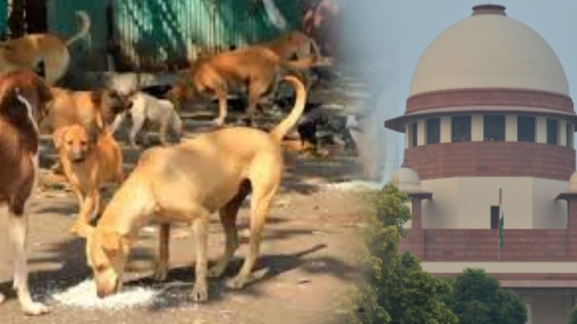 'Effect of Dog Bite Lifelong, Keep Them in Your House', SC Warns Feeders, States