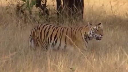 Centre Tightens Tiger Reserve Protection, Ends Outsourcing Staff