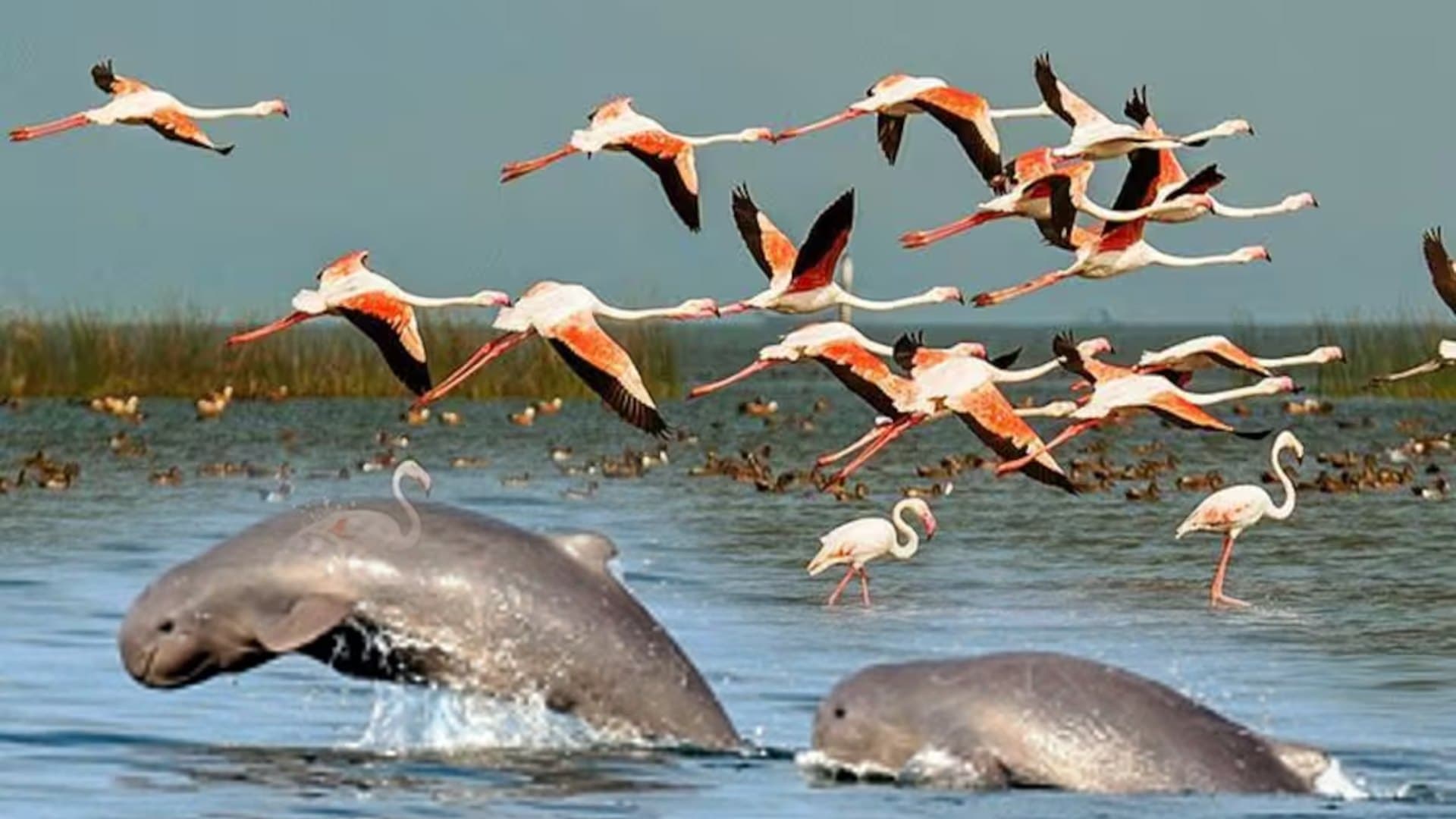 Chilika Bird Census 2026 Concludes, Dolphin Census Next