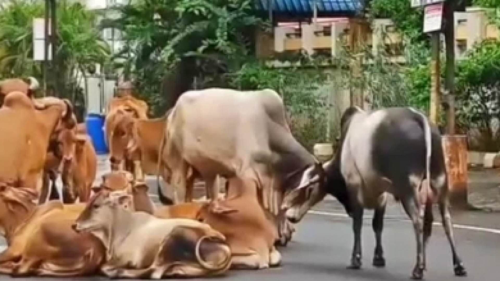 Gujarat to Deploy AI, CCTV Networks to Tackle Stray Cattle Menace and Find Owners