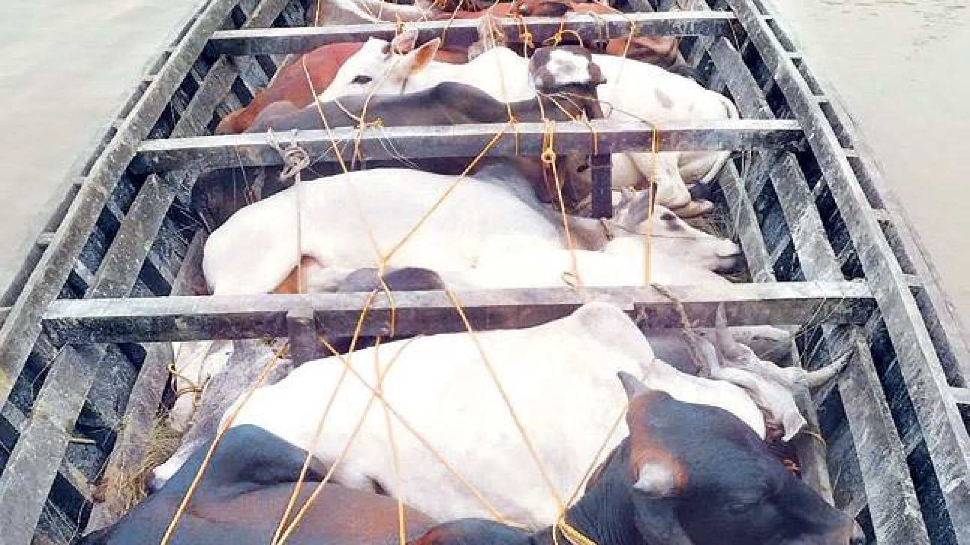 Keonjhar Police Bust Cattle Smuggling Racket Worth Crores