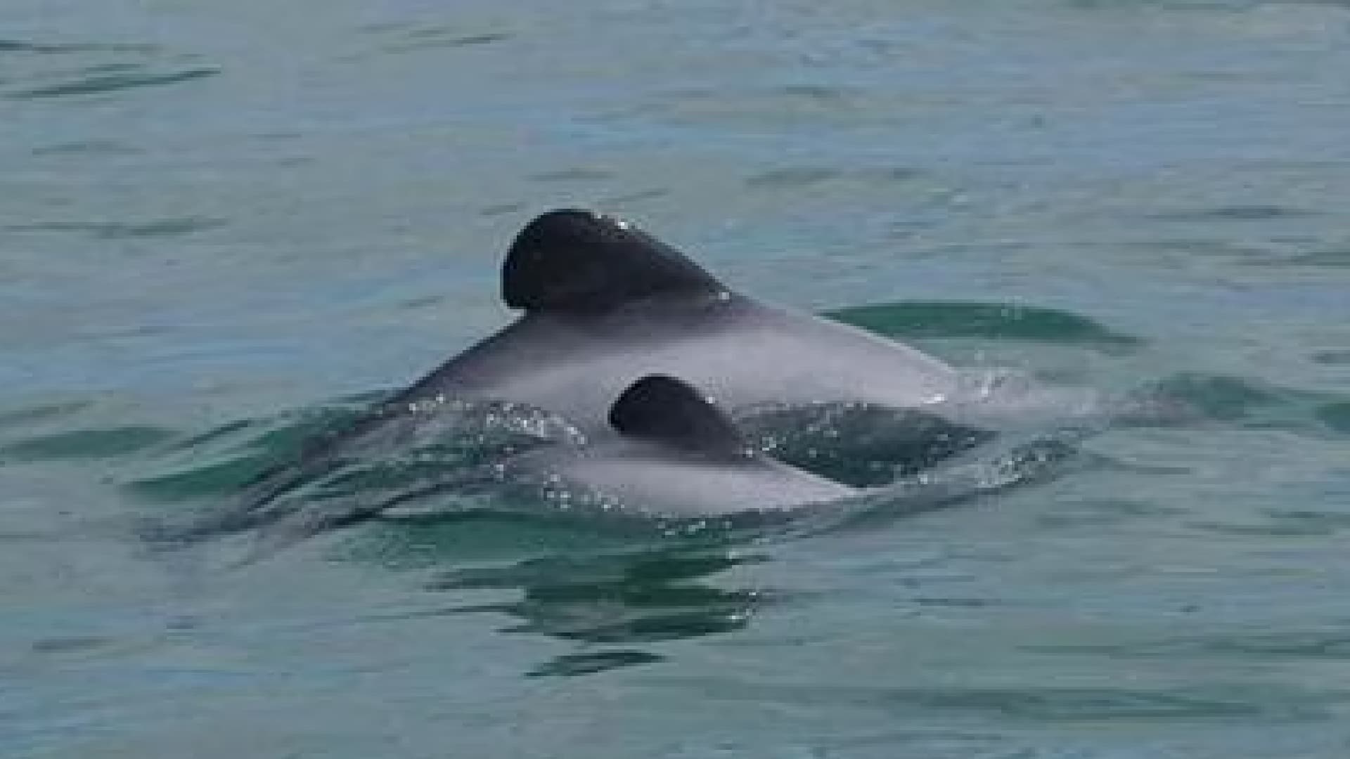 Annual Dolphin Census in Chilika Lake to be Conducted on Tuesday