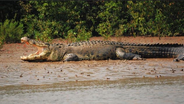 Bhitarkanika National Park Records 1,858 Estuarine Crocodiles