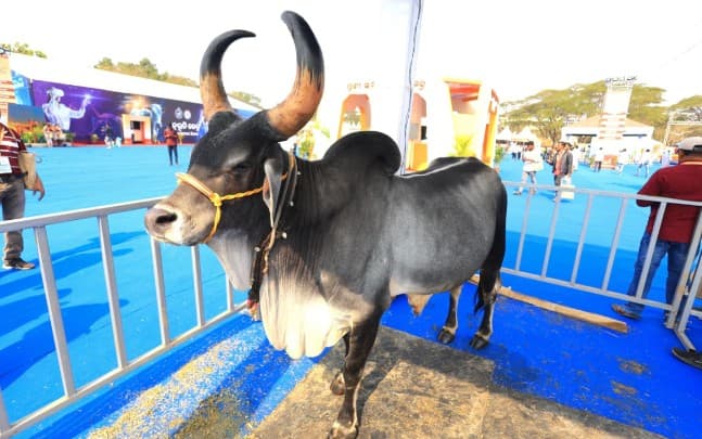Kankrej Bull: India’s Royal Symbol of Power, Grace, and Utility