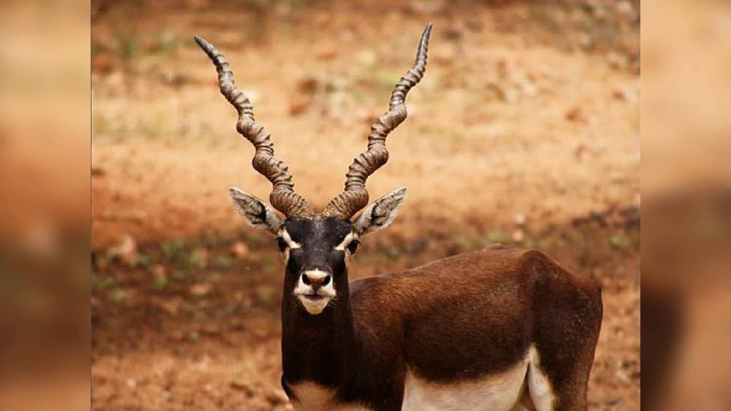 Blackbuck Census Begins In Odisha’s Ghumusar