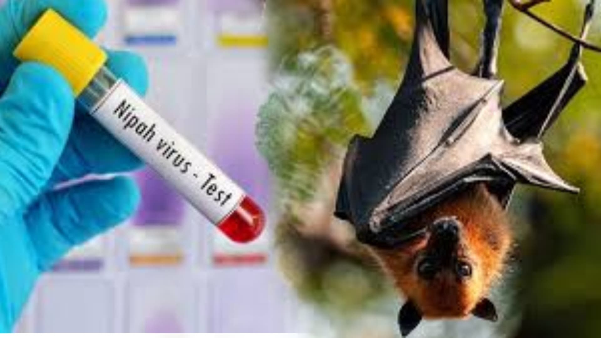 Will Nipah Virus Spread Beyond India? Can India Control It? WHO Clarifies