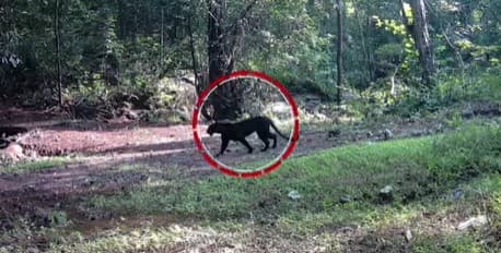 Melanistic Leopard Population Rises In Odisha’s Nayagarh