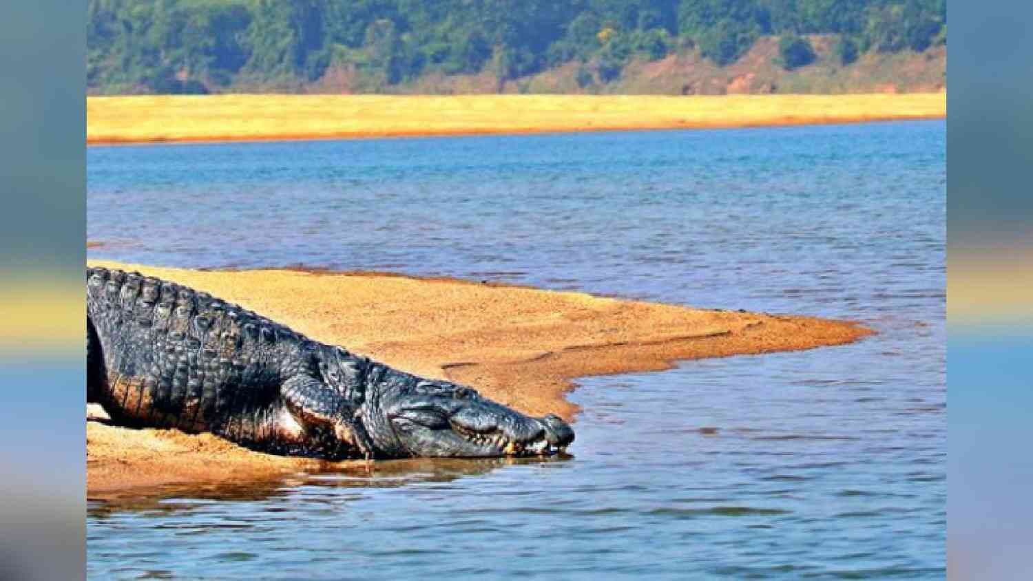 Crocodile Found Dead In Angul’s Satkosia Forest Division