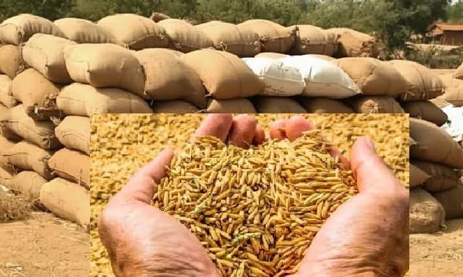 Odisha Records Historic Paddy Procurement of 58.84 Lakh Tonnes; Payments Exceeding Rs 12,916 crore