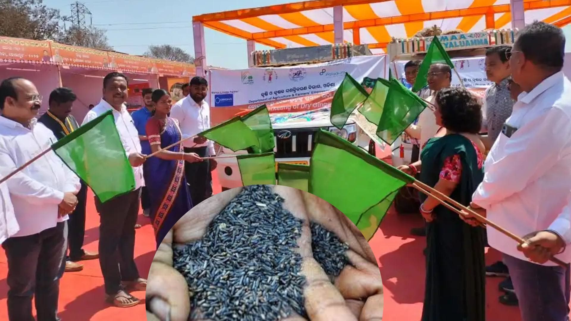 Koraput’s Kalajeera Rice and Ginger Exported to Karnataka, Punjab, Haryana