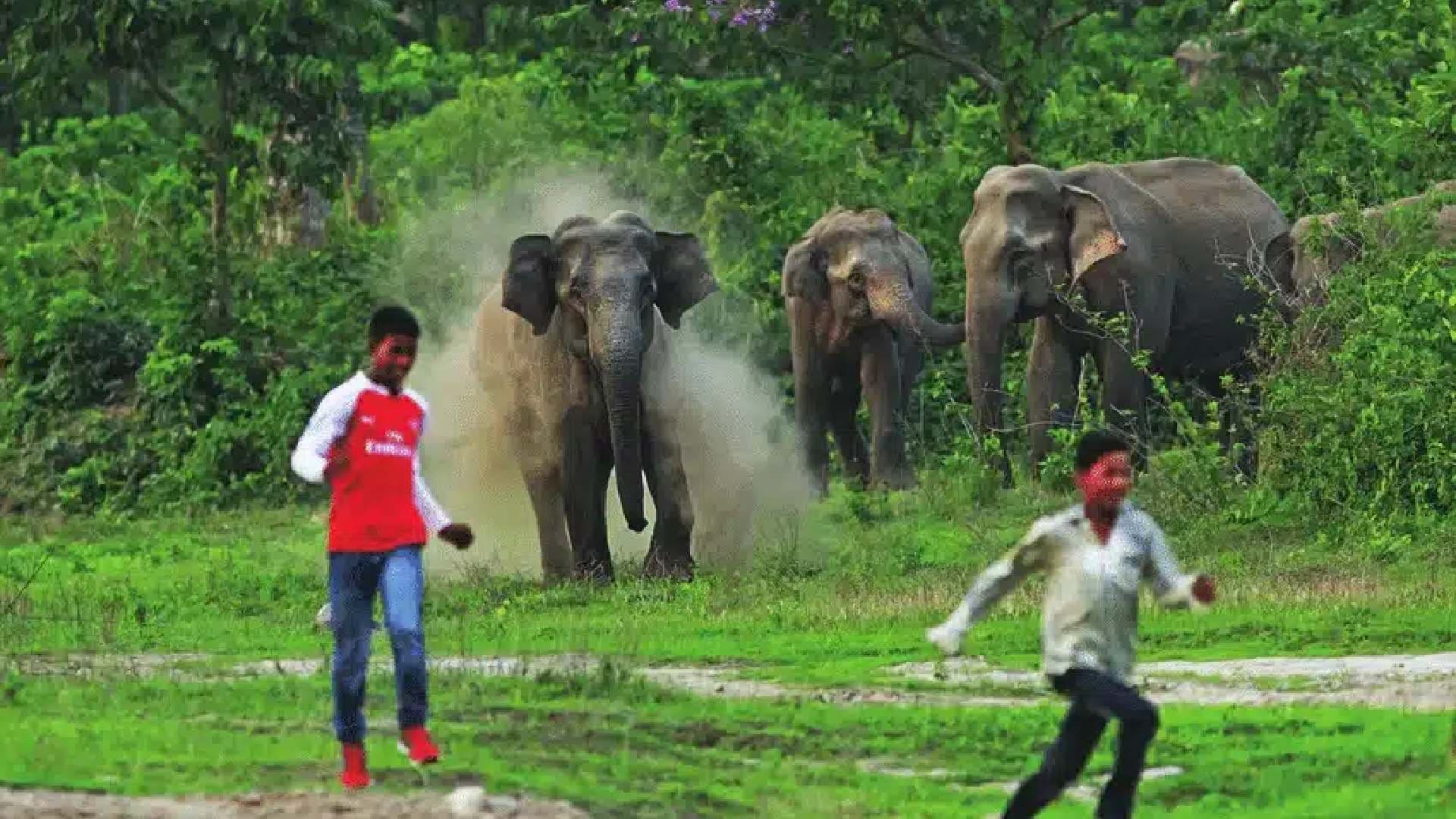 809 Dead in Human-Animal Conflicts as Odisha Assembly Reveals Stark Numbers
