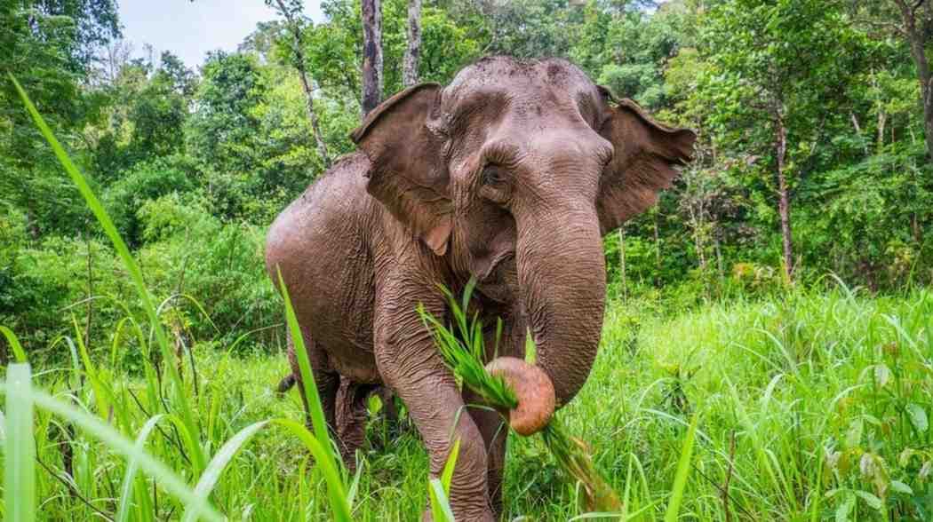 Two Killed In Separate Elephant Attacks Across Odisha