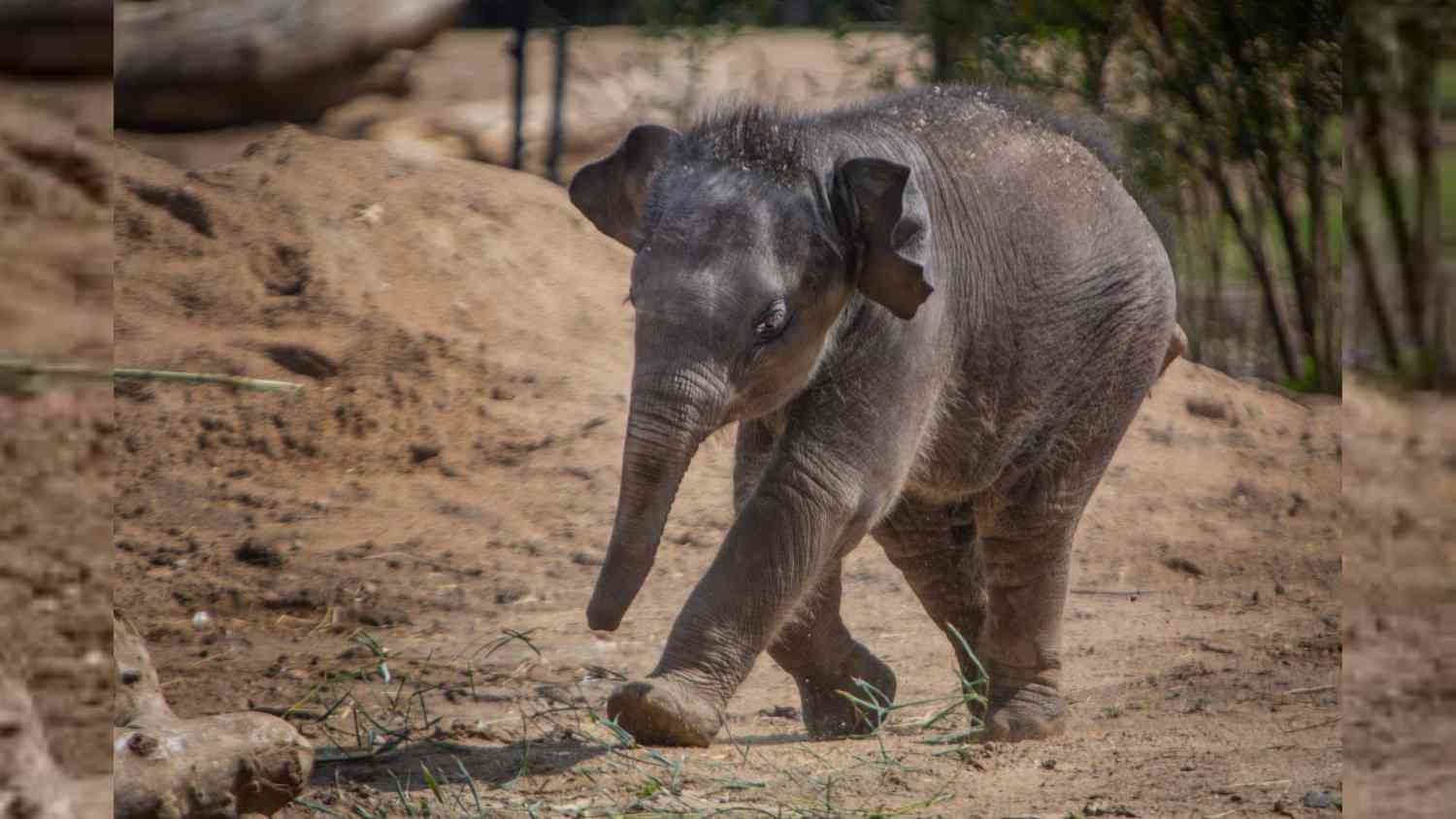 Baby elephant dies after falling into well in Keonjhar