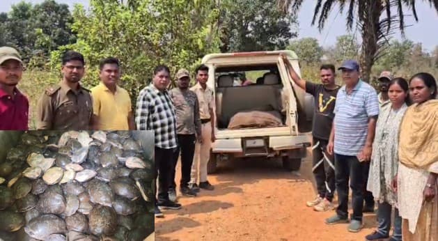 213 Live Turtles Rescued from Smugglers in Malkangiri