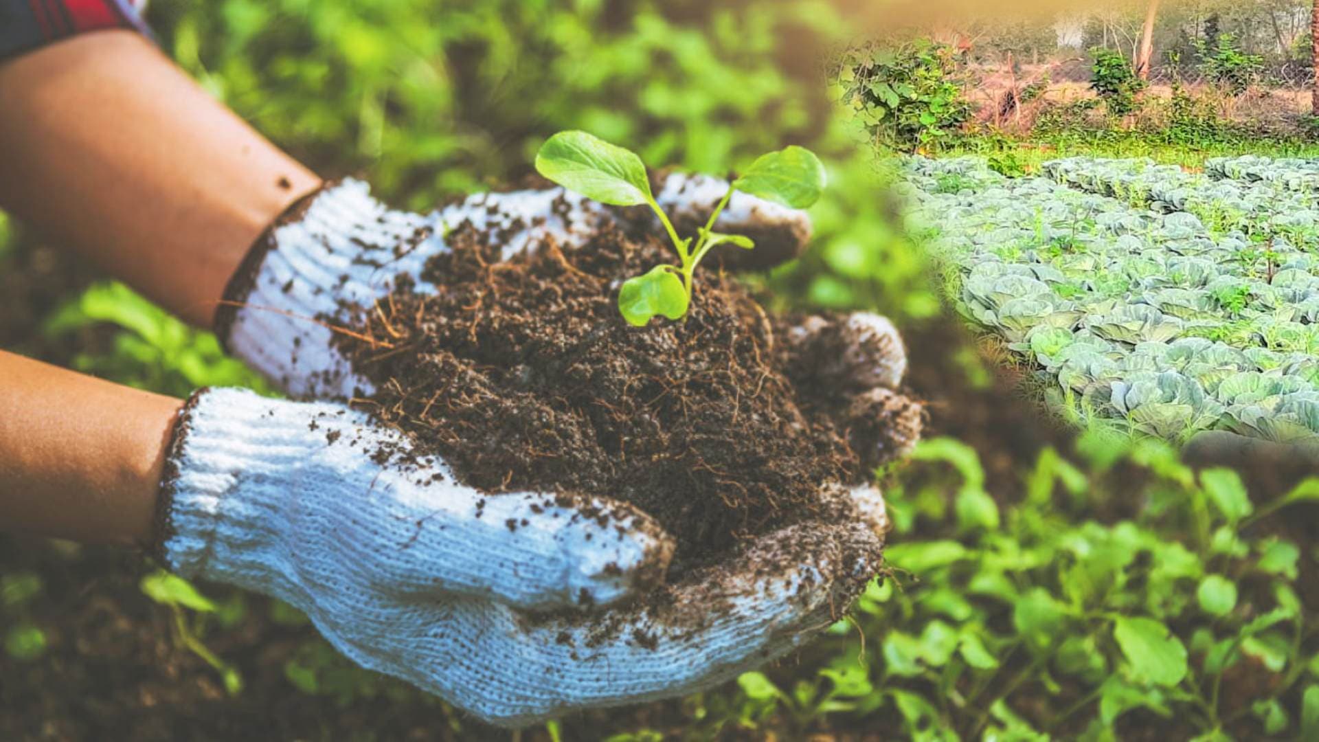 Breaking News: Odisha Focussing on Organic Farming with Balabhadra Mission 