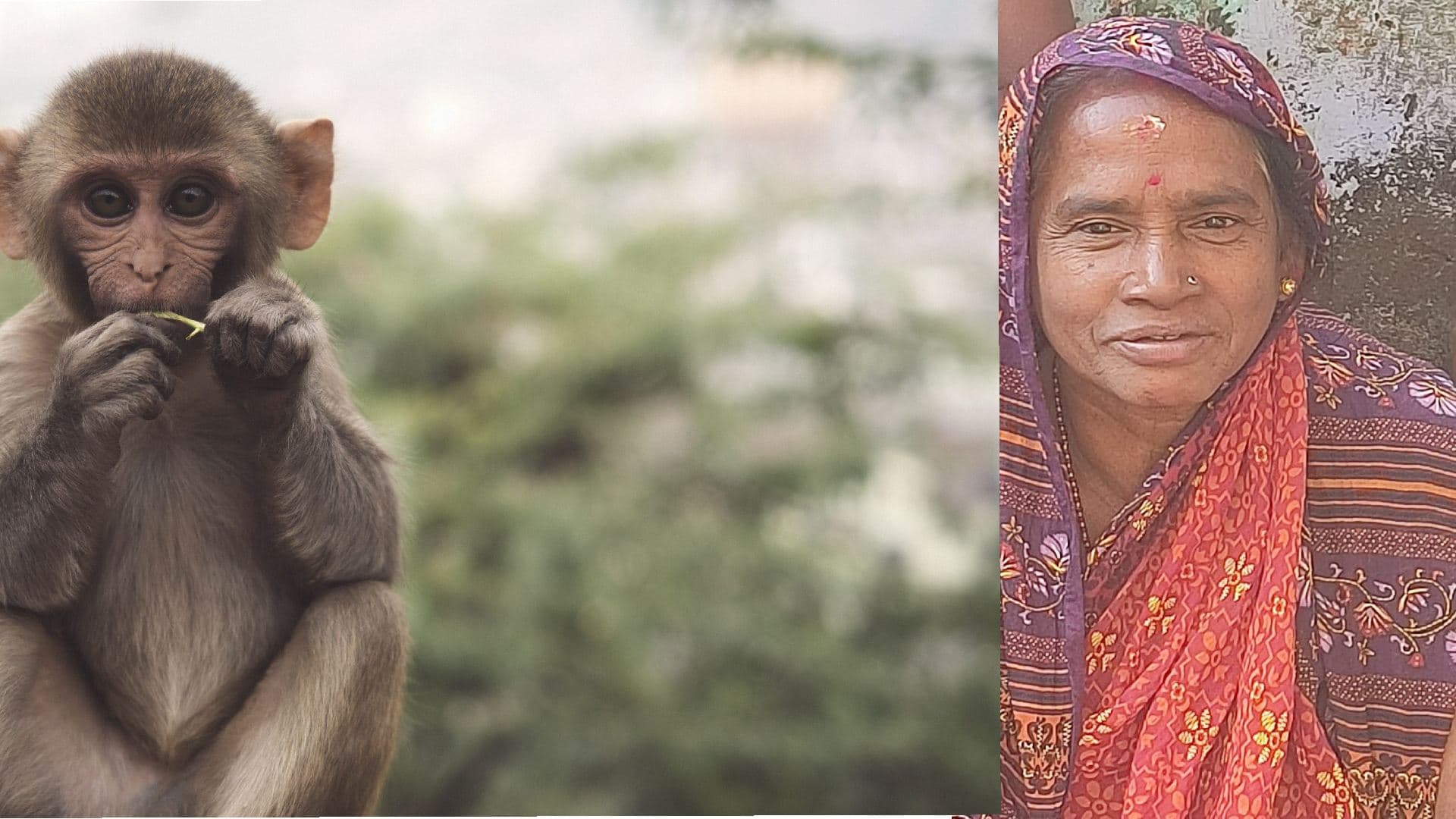 Cuttack Tragedy: Monkey Pushes Woman to Death