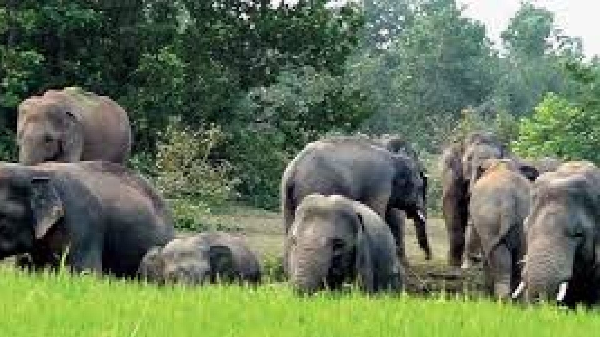 Farmers In Cuttack District Get Relief As 22-Elephant Herd Moves Out After Days Of Crop Damage