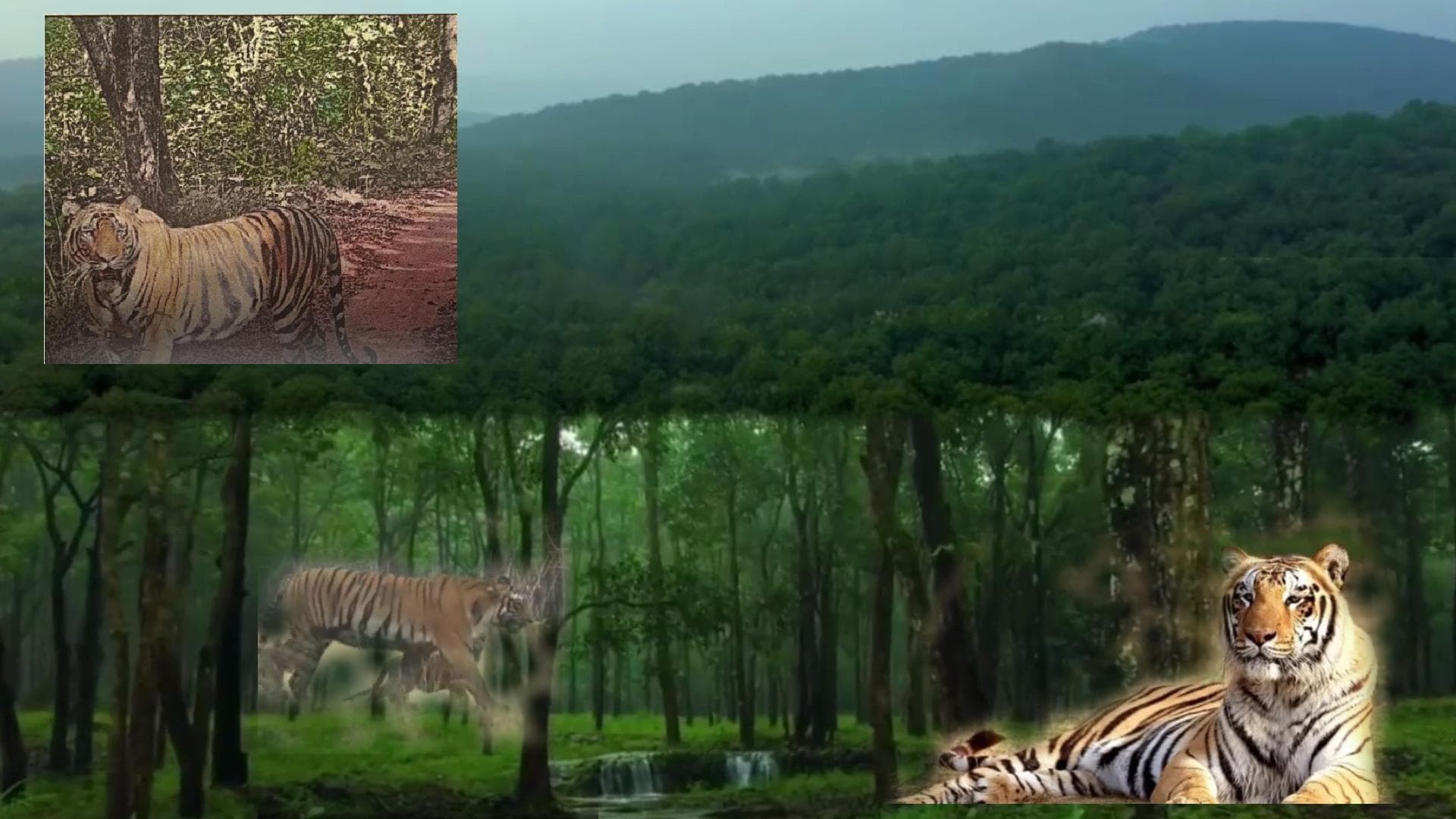 “Historic First: Tiger Travels 1,500 km, Journey Ends in Mayurbhanj's Similipal"
