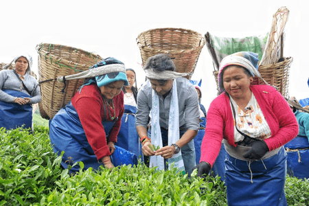 Scindia Showcases PM Modi’s ‘Vocal for Local’ Vision at Temi Tea Estate