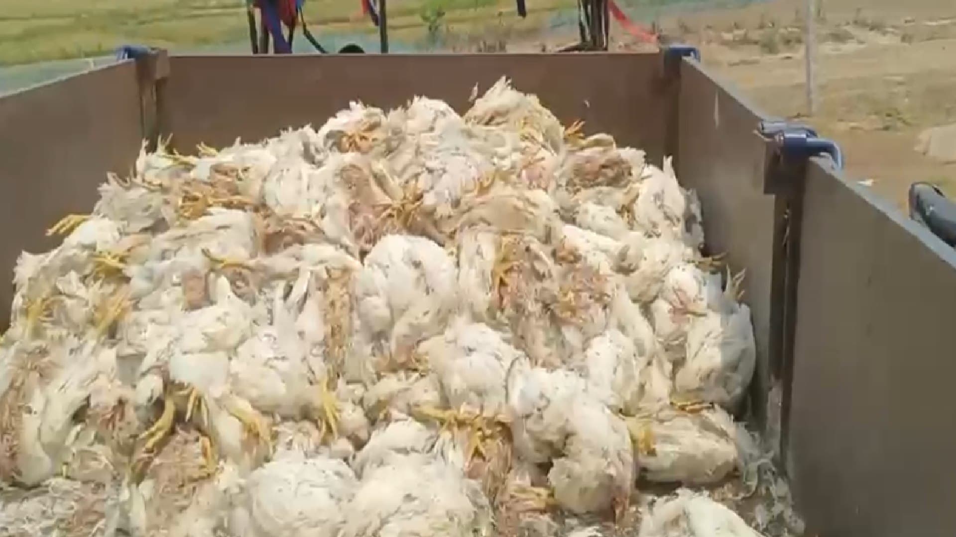 Odisha Poultry Farmer Alleges Over 5,300 Chickens Died As Generator Couldn’t Run Due To Diesel Unavailability