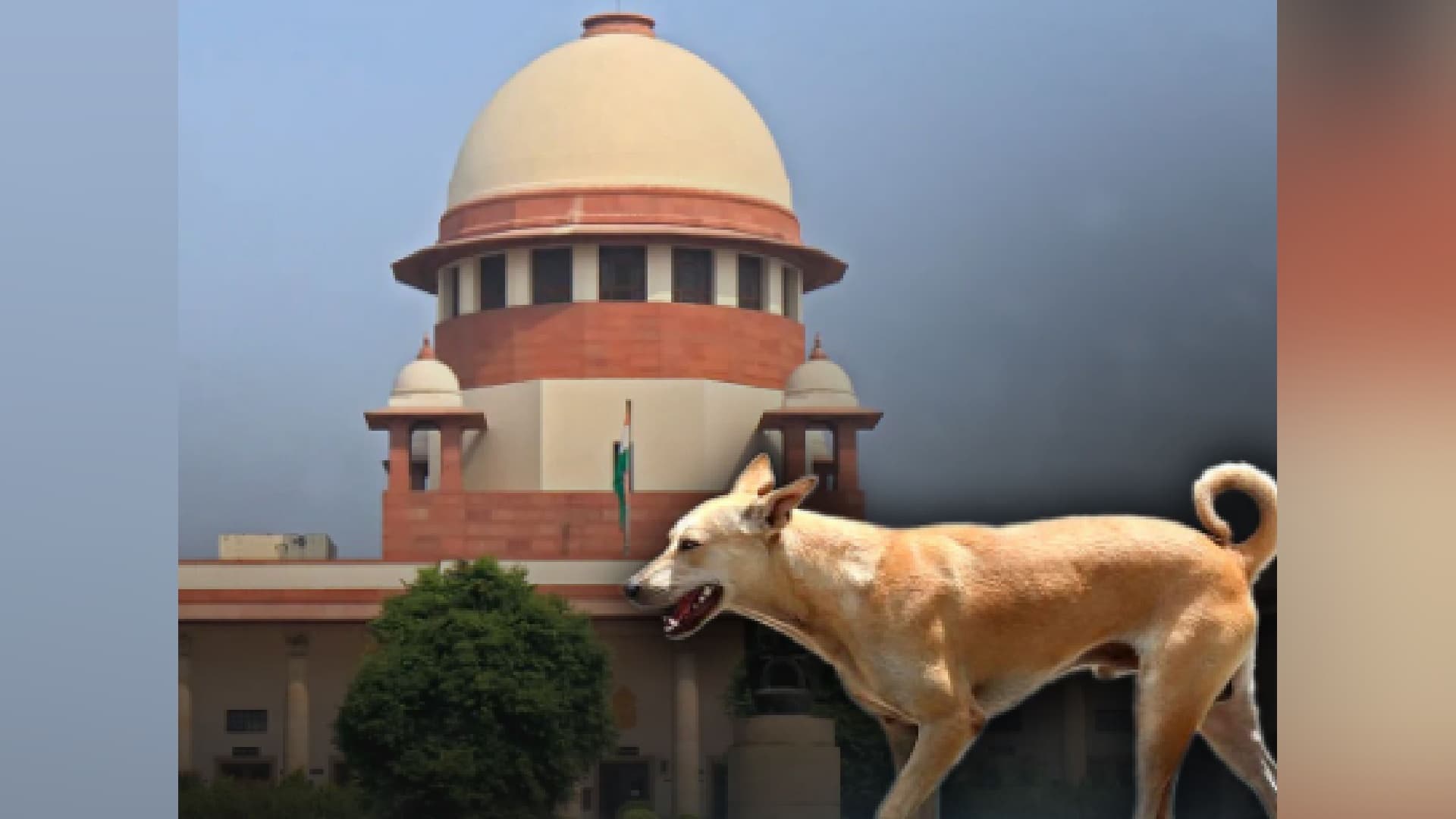 ‘Right To Life Includes Safety From Dog Attacks’: Supreme Court In Major Stray Dog Verdict