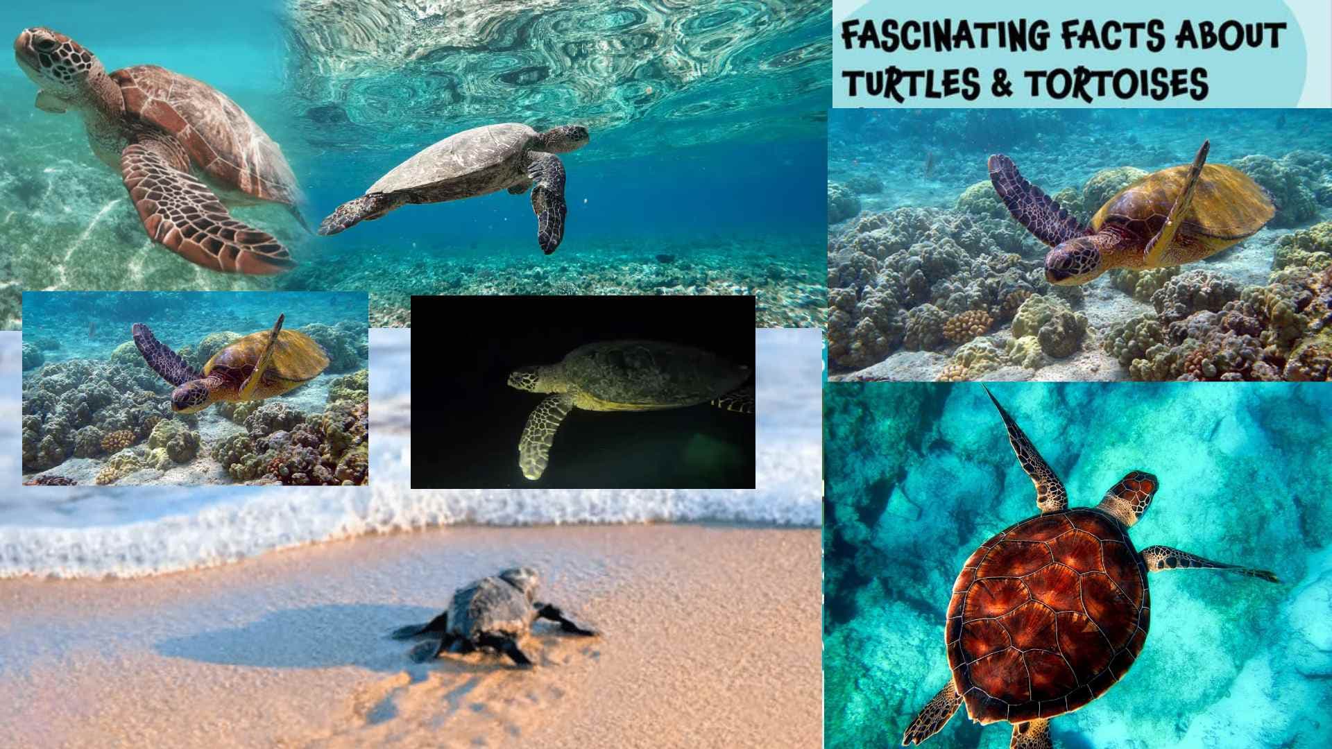 Turtle Secrets Uncovered: Fascinating Adaptations on World Turtle Day
