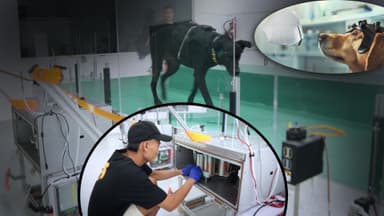 Dogs to Sniff Out Cancer! Inside Bengaluru Startup Dognosis’ Bold AI Experiment