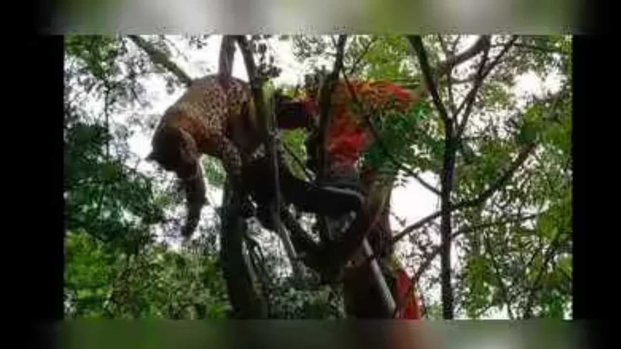 Leopard Found Dead in Ganjam Snare Trap