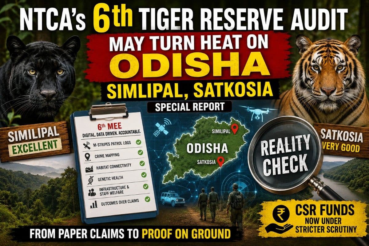 NTCA's 6th Tiger Reserve Audit May Turn Heat on Odisha Simlipal, Satkosia| Special Report