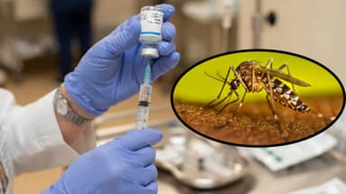 India Just Approved Its First Dengue Vaccine: Here’s What You Must Know about 'QDENGA'
