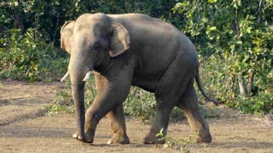 Unidentified Vehicle Hits Tusker in Keonjhar