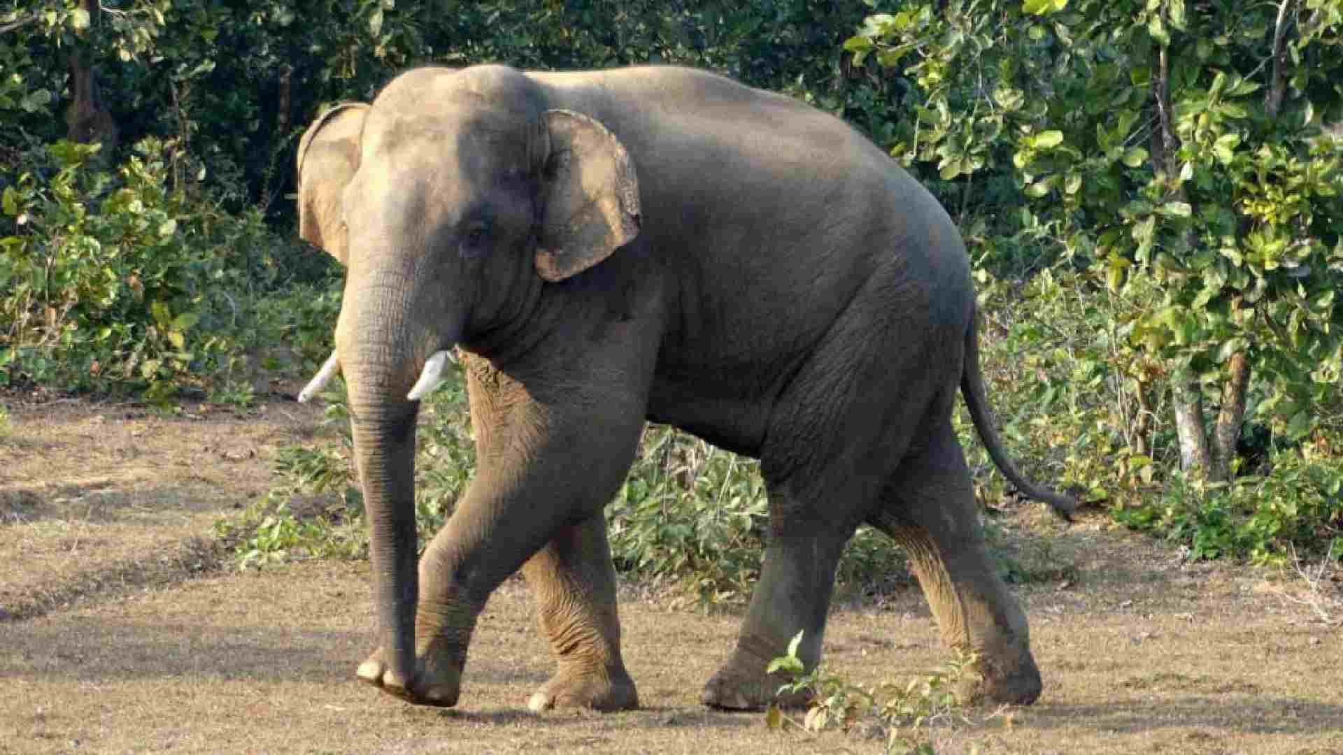 Unidentified Vehicle Hits Tusker in Keonjhar