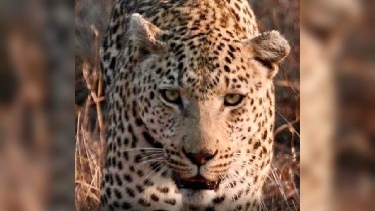 Leopard enters house in Delhi village, five injured