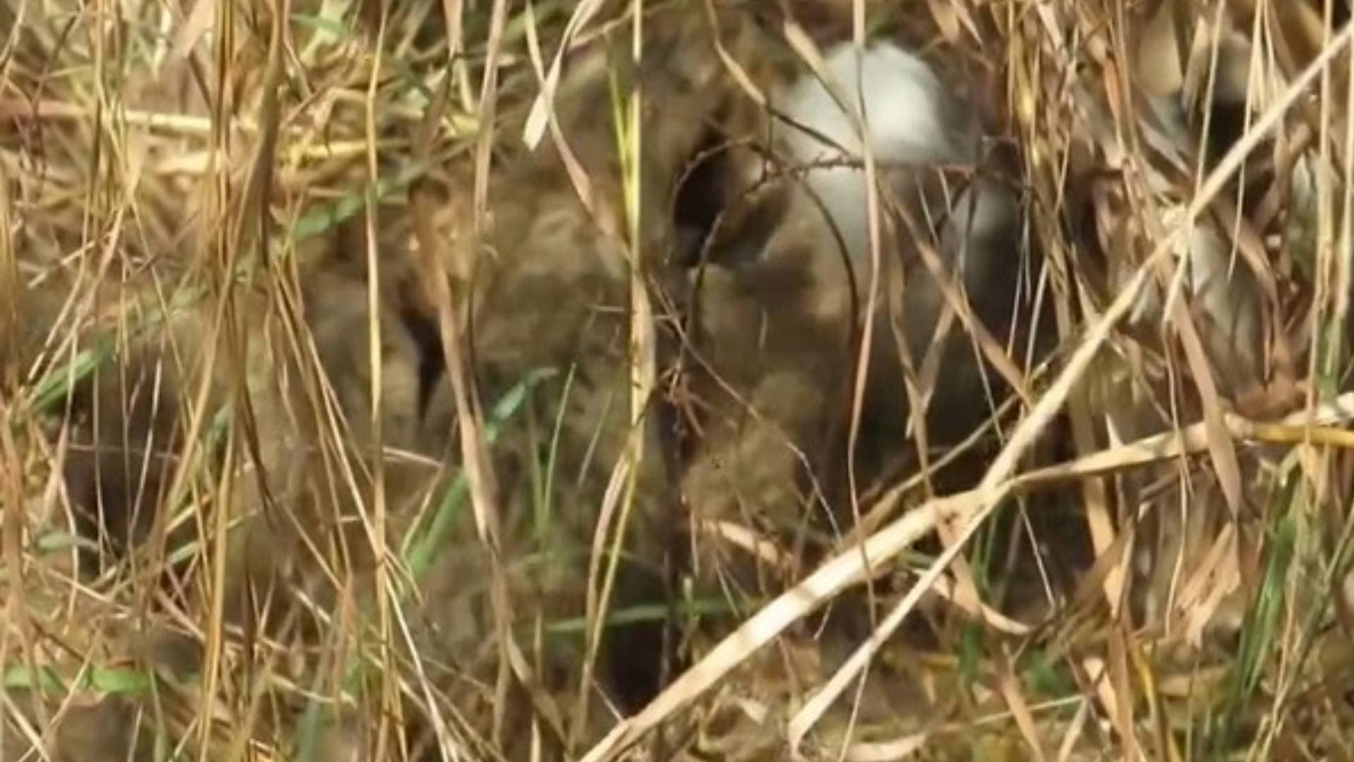Wildlife Wonders! Namibian Cheetah Has Birthed Four, Not Three Cubs Updates Union Minister