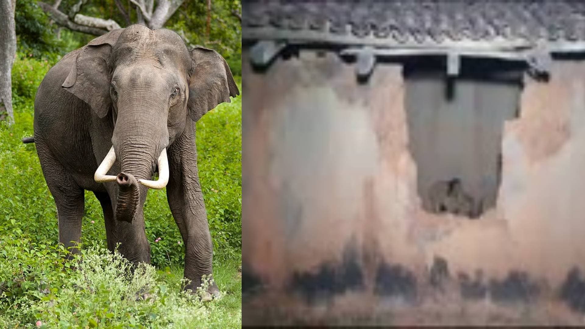 Two Trampled To Death By Jumbo In Deogarh 