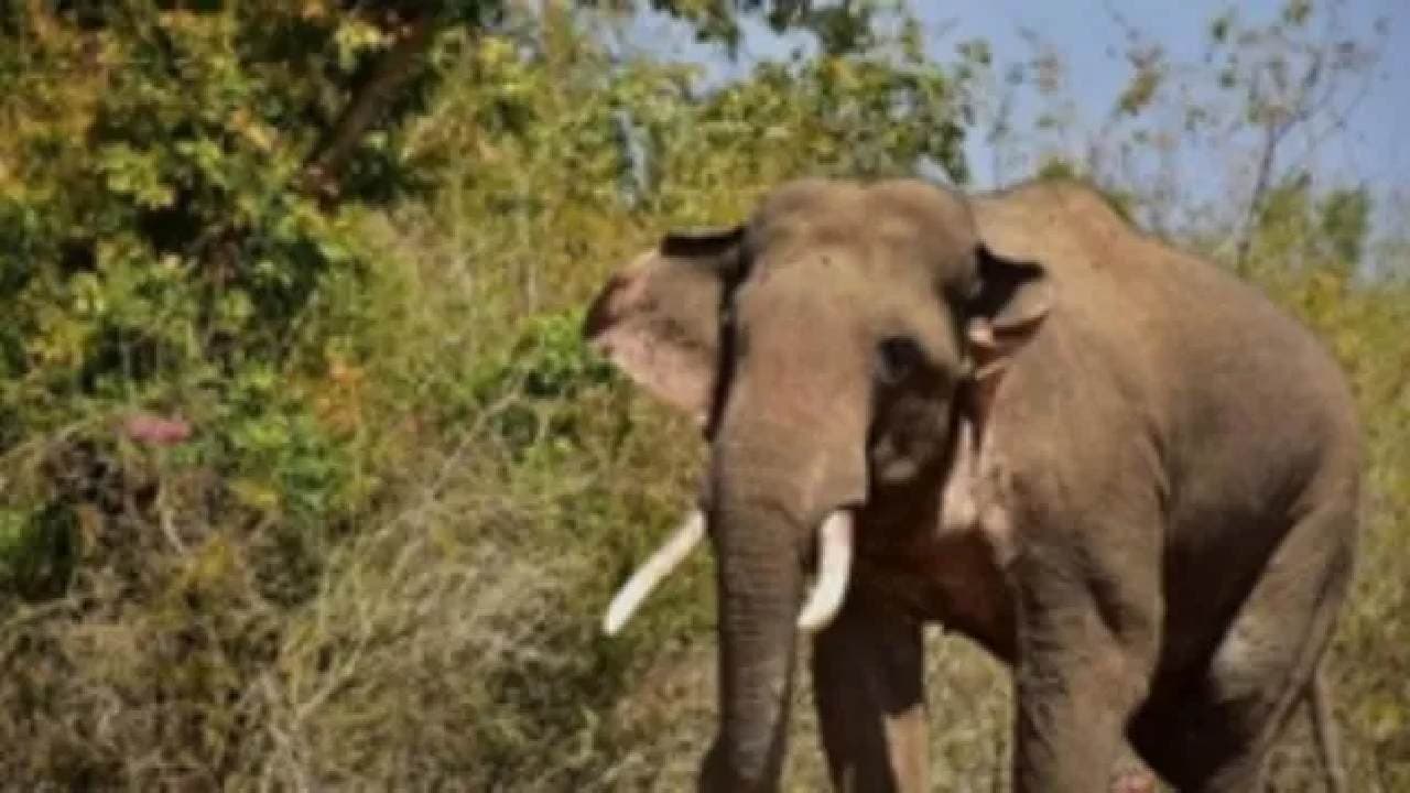 Jumbo Crushes Boy Under Its Feet In Sambalpur 