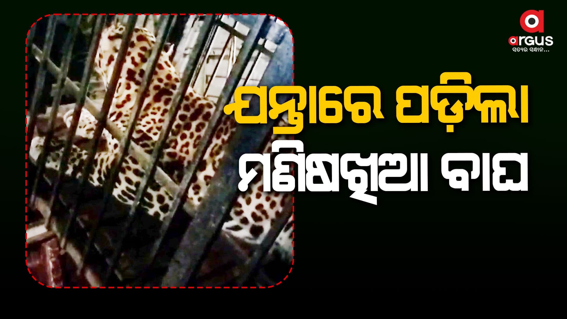 ୫ଦିନ ପରେ ବାଘକୁ କାବୁ କରିଛି ବନବିଭାଗ