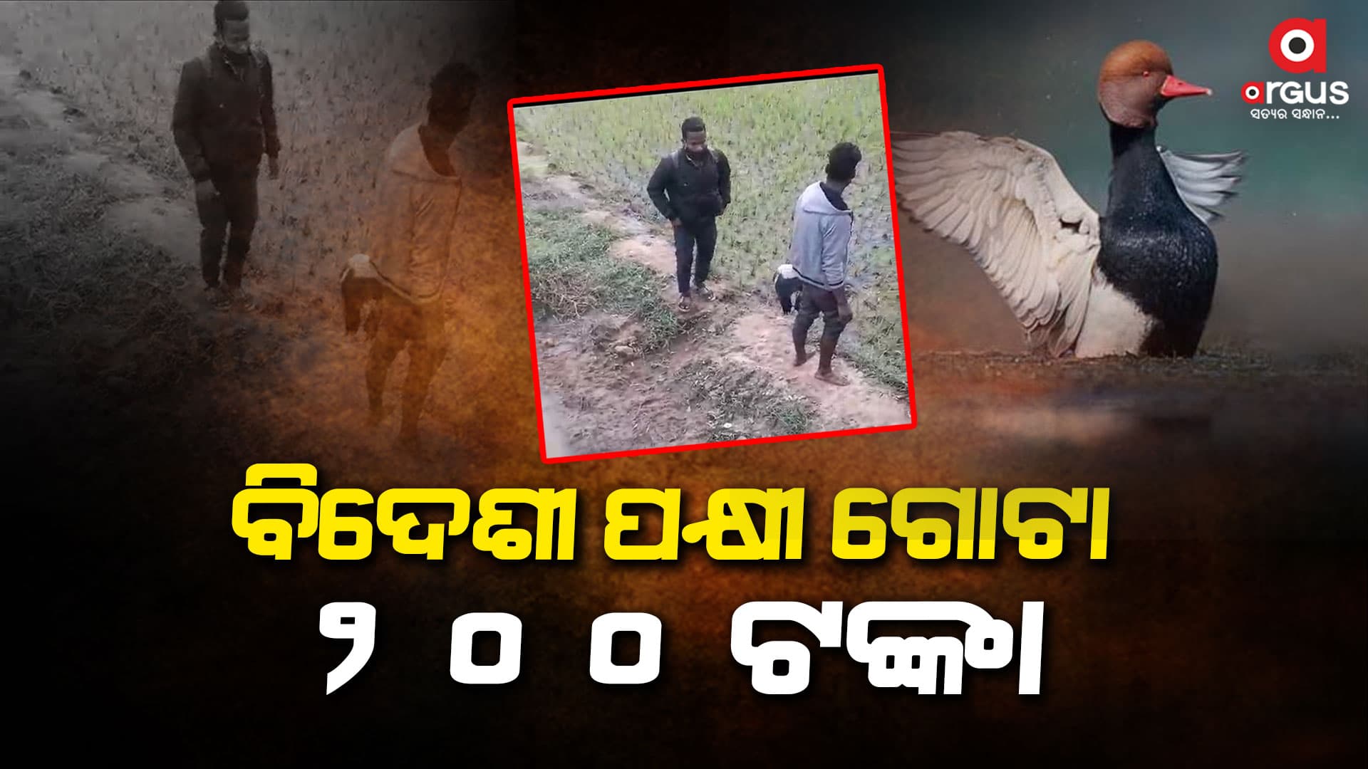 ବ୍ରହ୍ମଗିରି ରେଞ୍ଜ ଇଲାକାରେ ବେଧଡକ ଭାବେ ଚାଲିଛି ବିଦେଶୀ ପକ୍ଷୀ ବିକ୍ରି